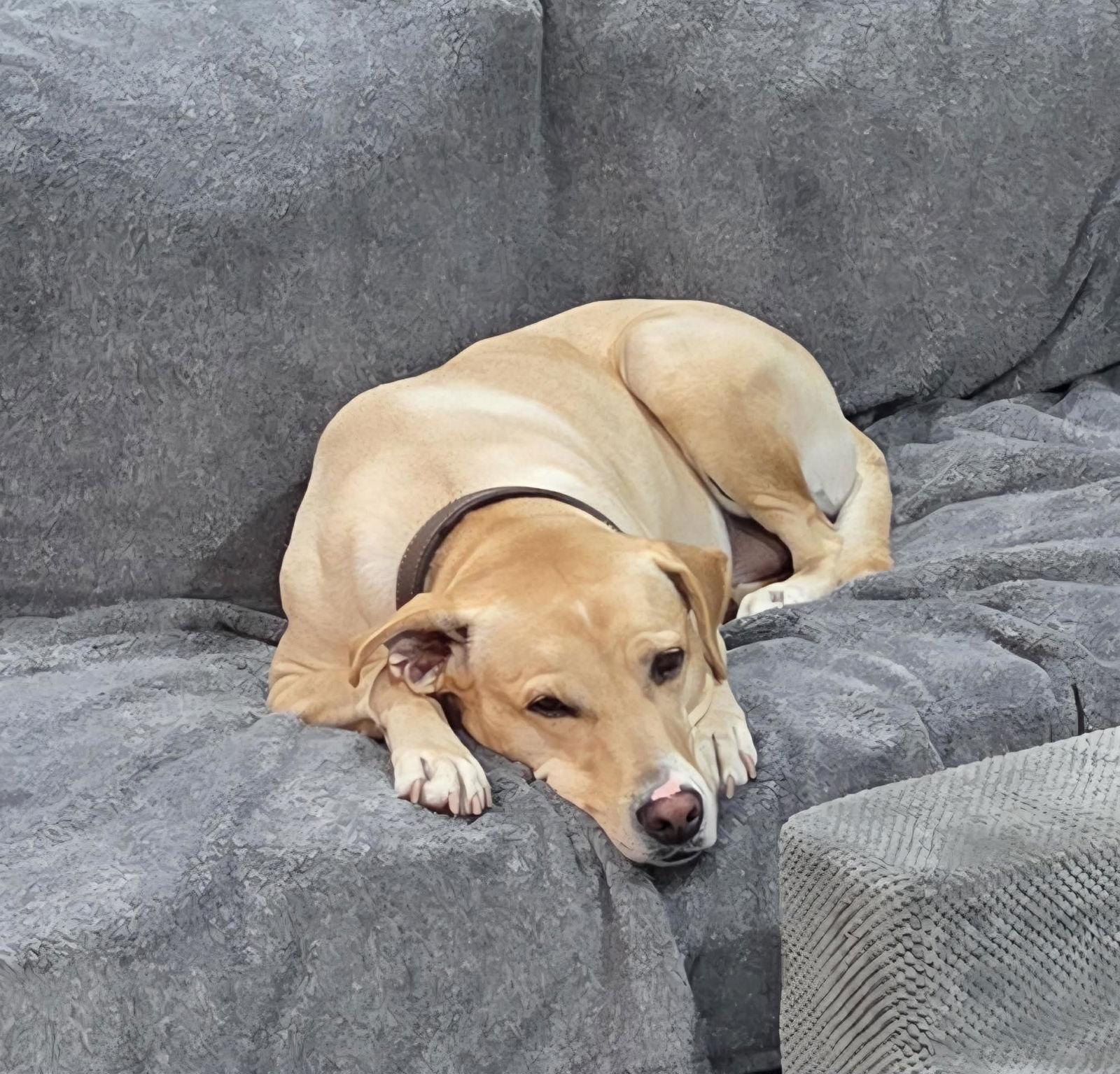 Enlarge Apple, a Adoptable Labrador Retriever in Mount Pleasant, SC image 2/3