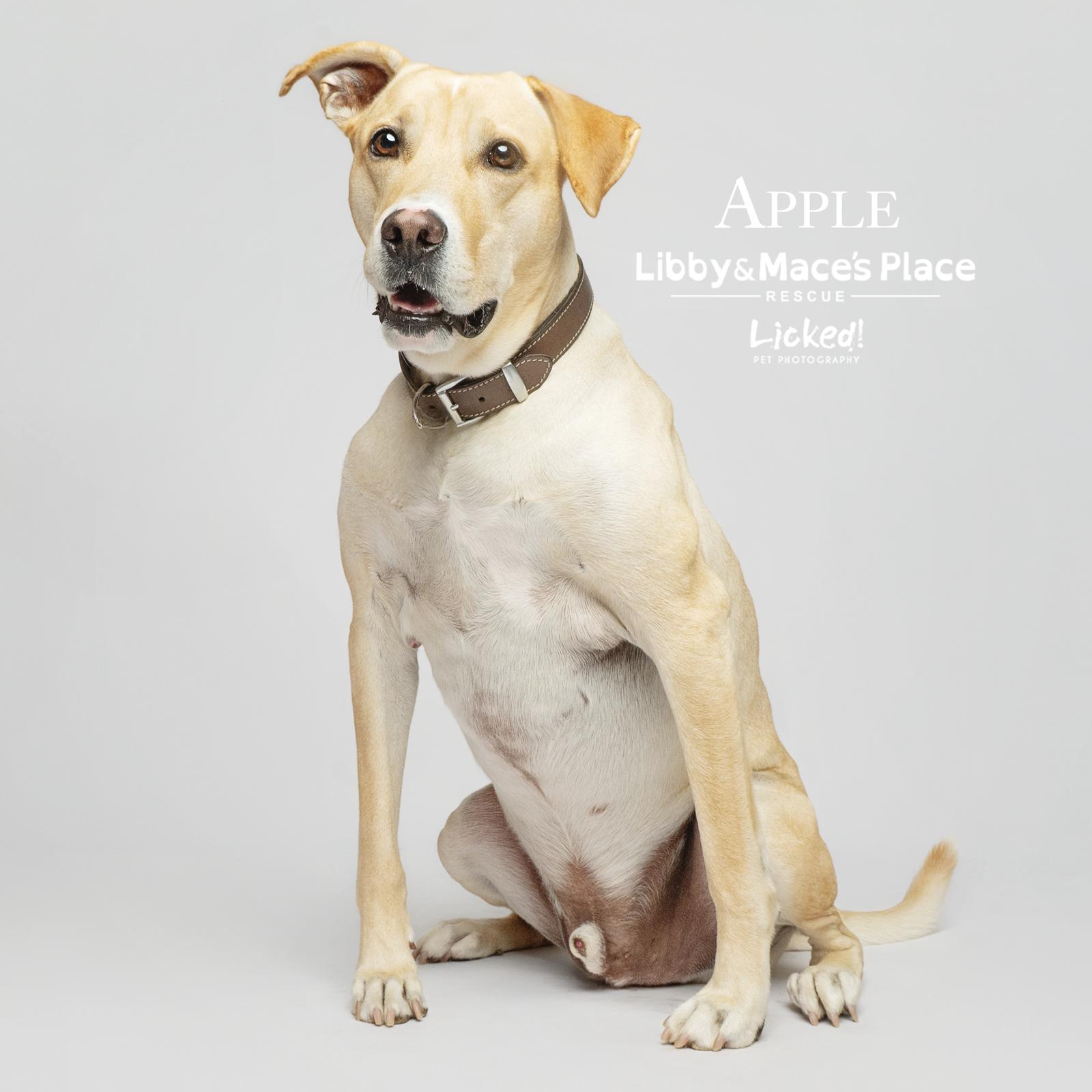 Apple, a Adoptable Labrador Retriever in Mount Pleasant, SC image 2/3