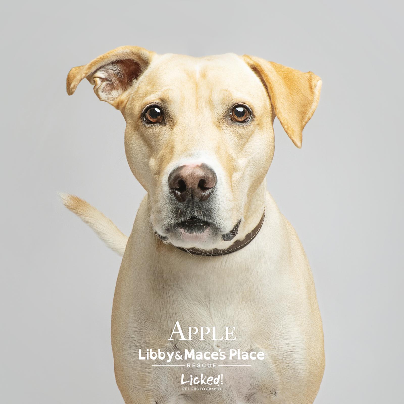 Apple, a Adoptable Labrador Retriever in Mount Pleasant, SC image 3/3
