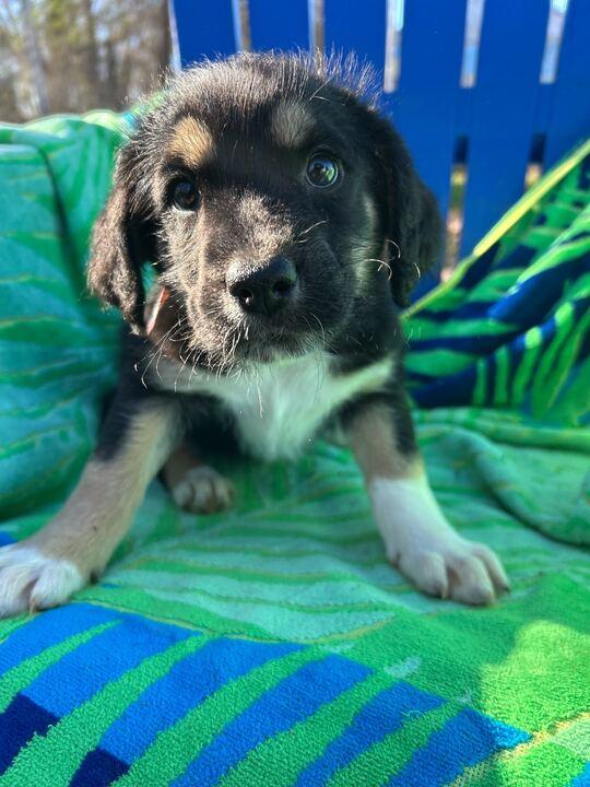 Enlarge Kia Oct 25 - A Zaire Pup, a Adoptable Australian Shepherd in Pacolet, SC image 1/2