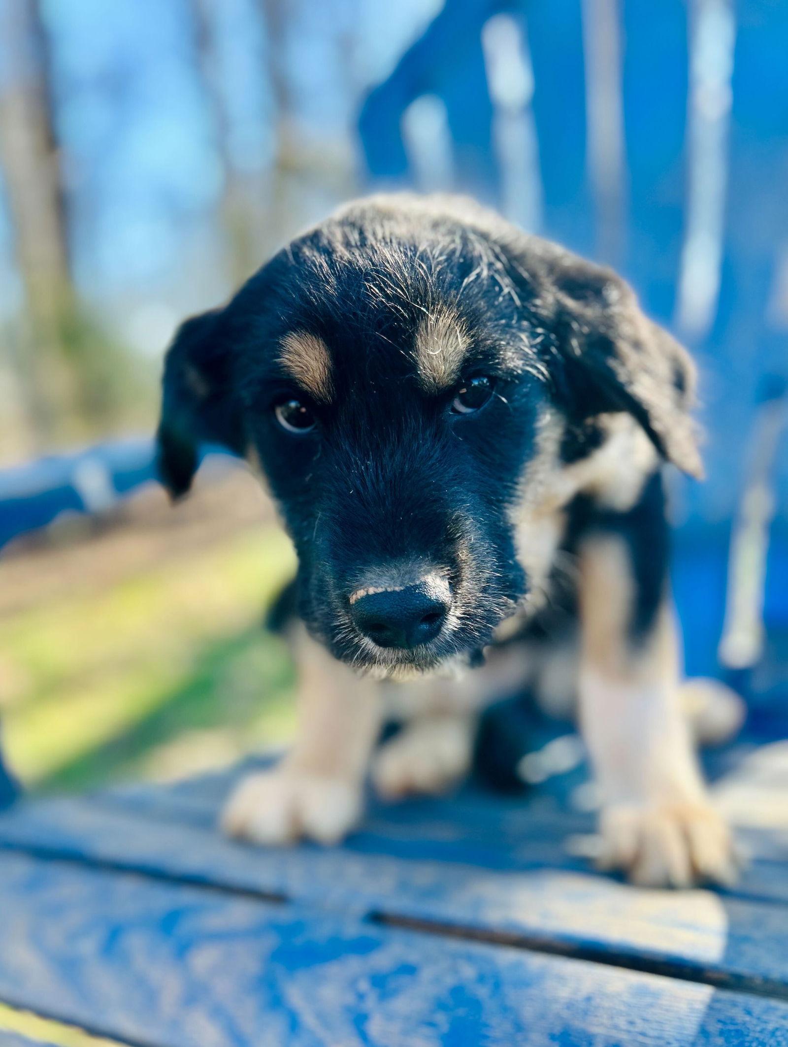 Enlarge Kia Oct 25 - A Zaire Pup, a Adoptable Australian Shepherd in Pacolet, SC image 1/3