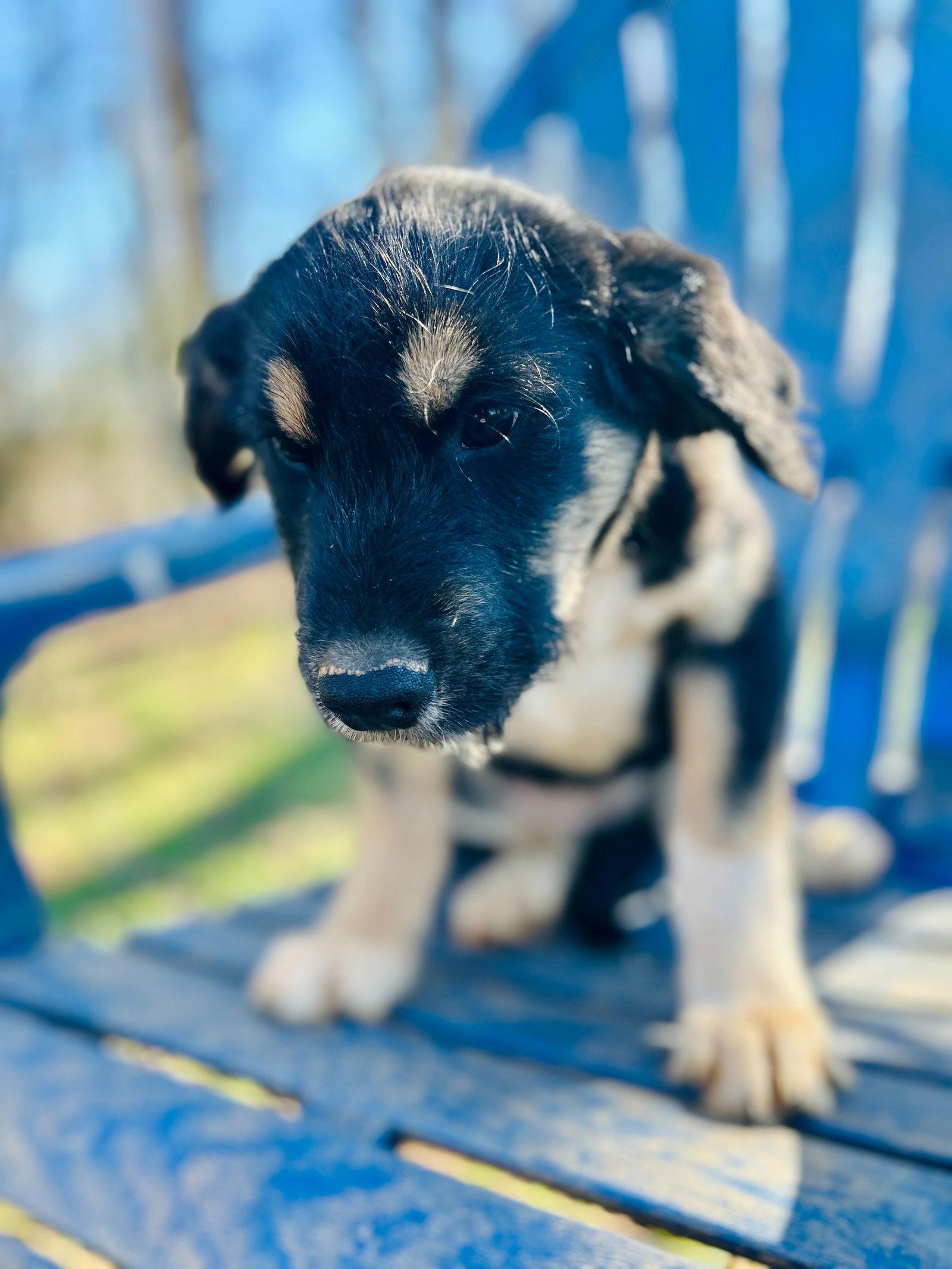 Enlarge Kia Oct 25 - A Zaire Pup, a Adoptable Australian Shepherd in Pacolet, SC image 2/3