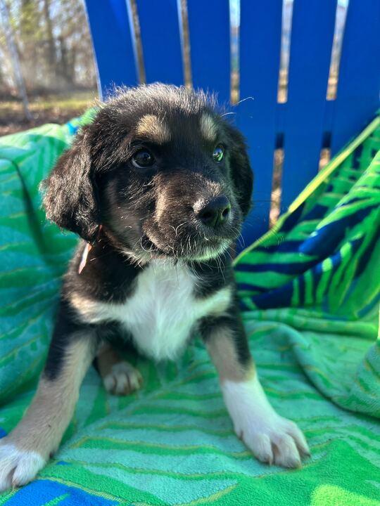 Enlarge Kia Oct 25 - A Zaire Pup, a Adoptable Australian Shepherd in Pacolet, SC image 2/2