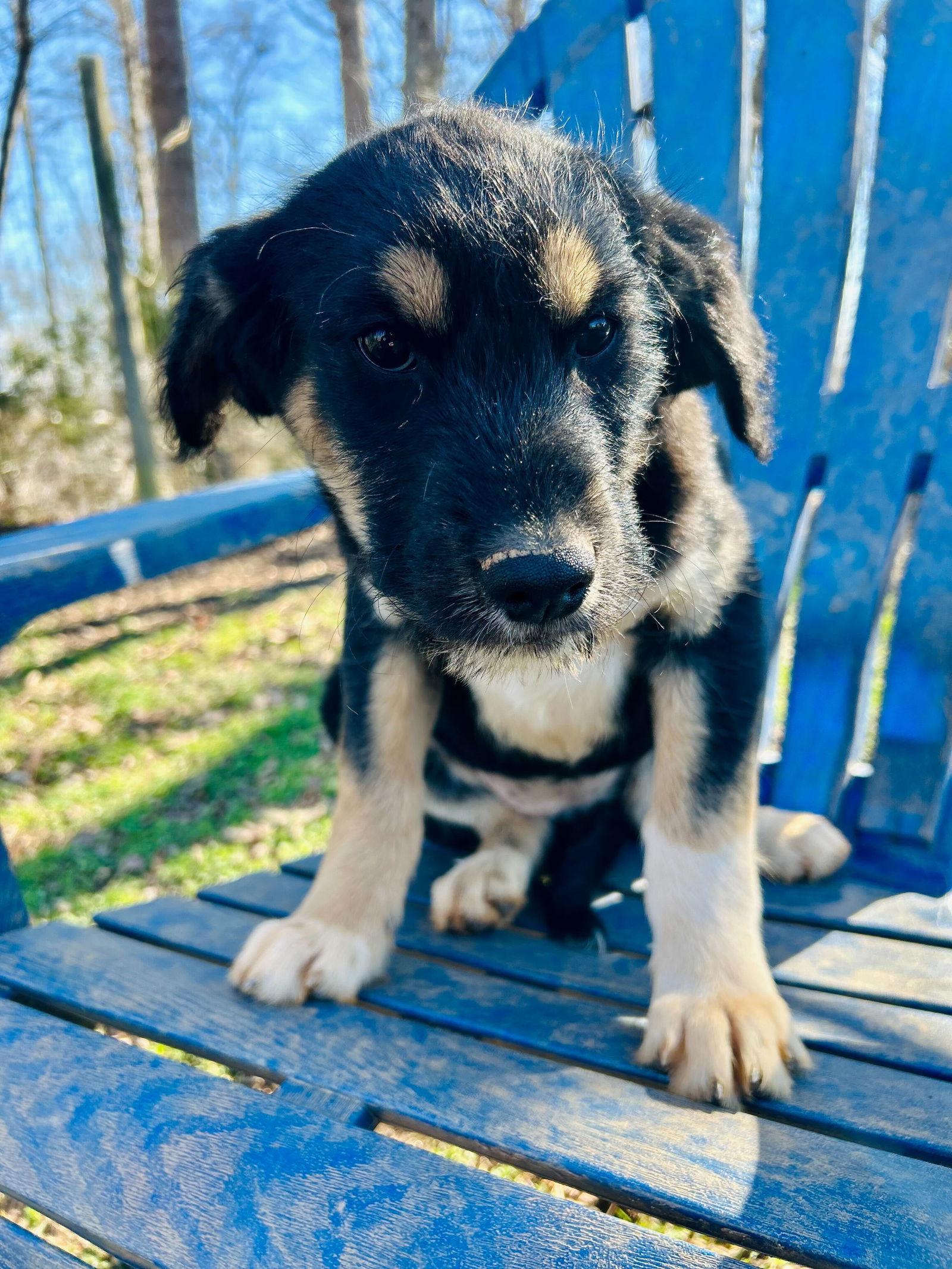 Enlarge Kia Oct 25 - A Zaire Pup, a Adoptable Australian Shepherd in Pacolet, SC image 3/3