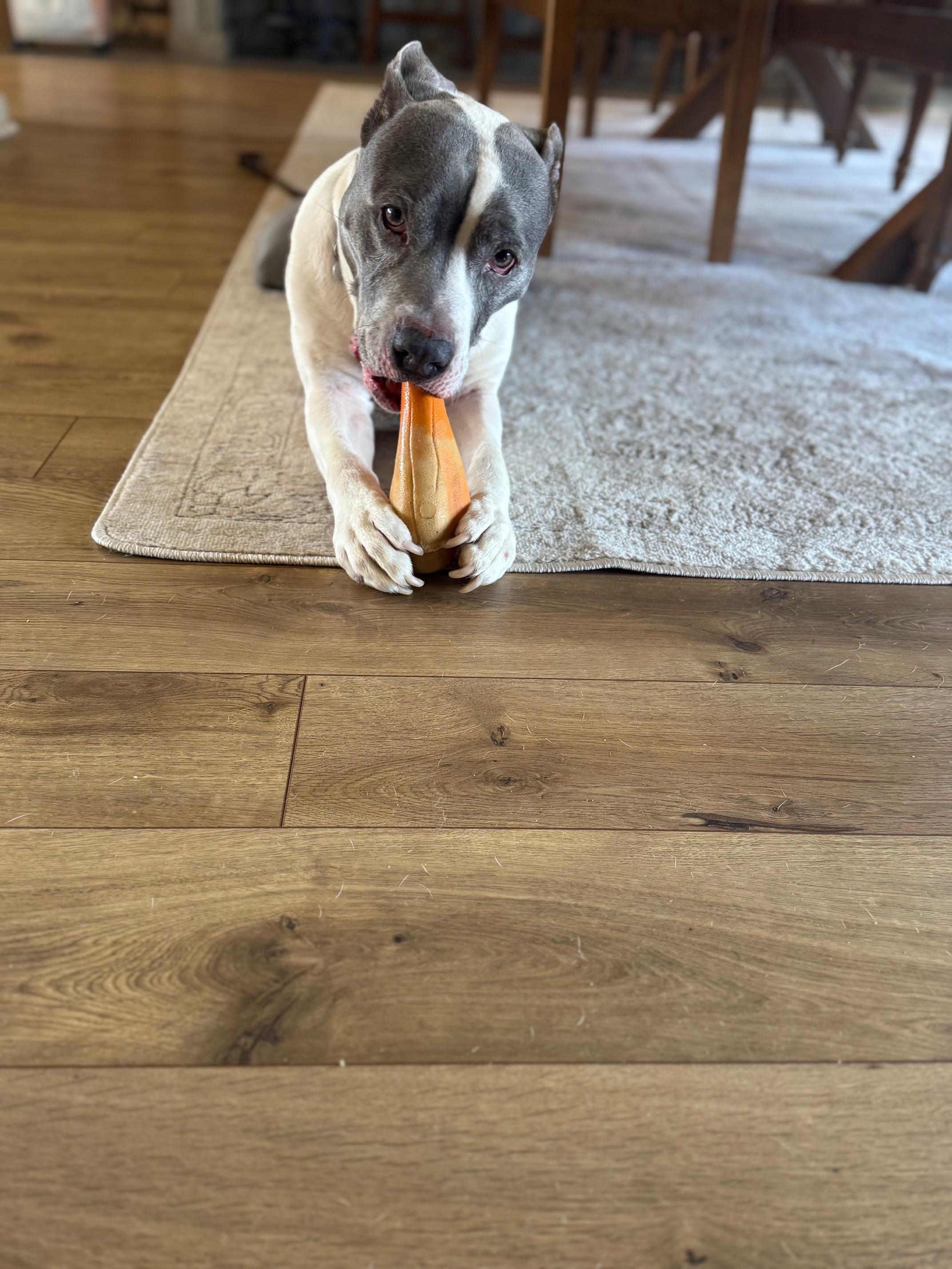 Enlarge Beau, a ADOPTABLE Pit Bull Terrier in Frederick, MD image 2/2