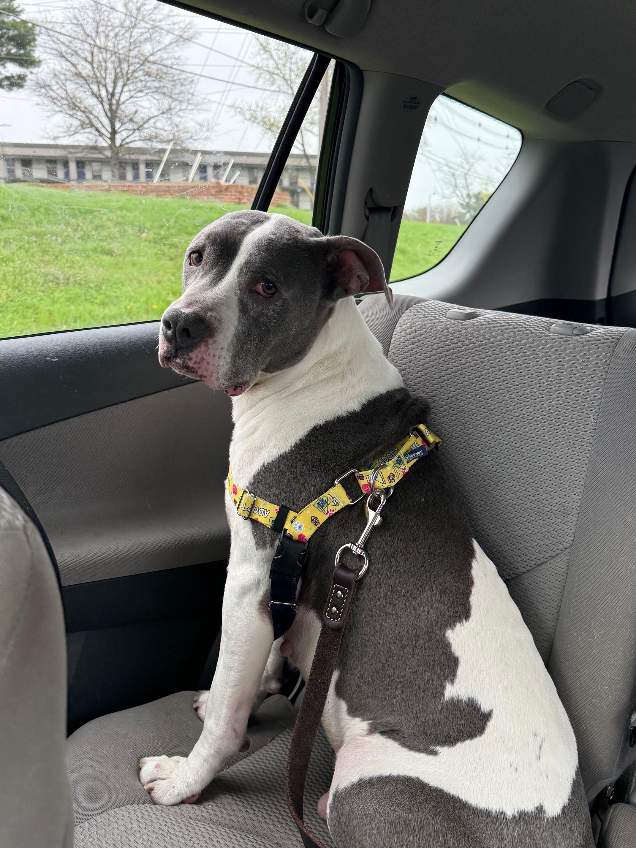 Beau, ADOPTABLE, Senior Male Pit Bull Terrier.