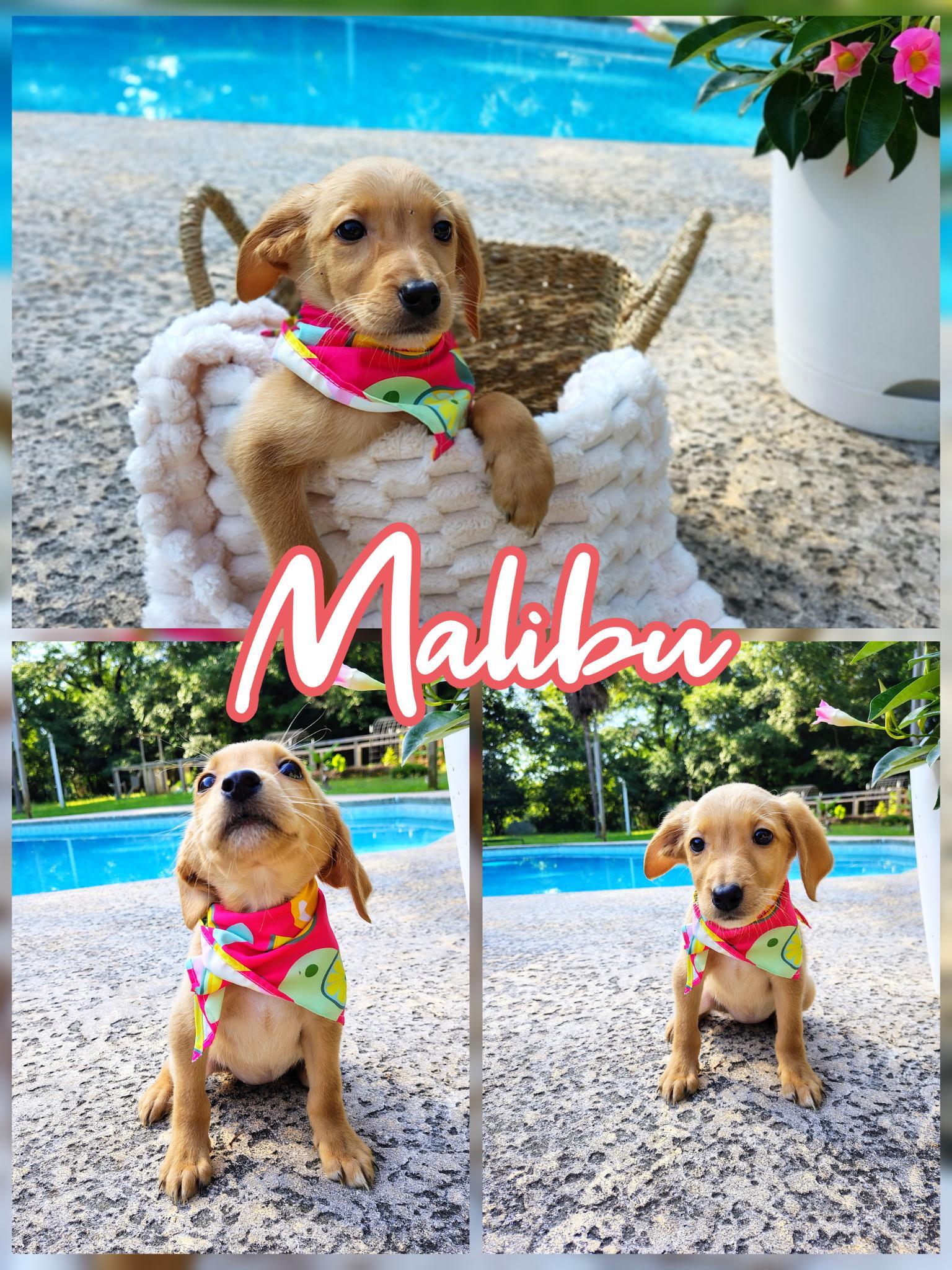 Malibu, adopted, Puppy Female Labradoodle.
