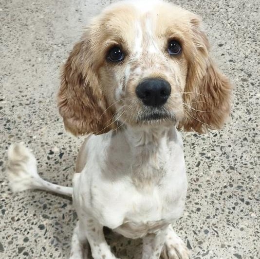 Banjo, Adoptable, Adult Male Cocker Spaniel.
