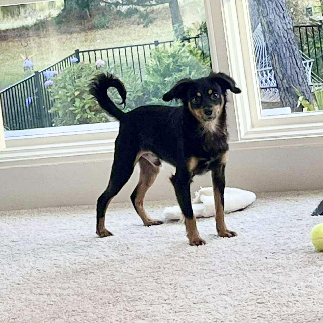 Enlarge Boomer, a Adoptable Chihuahua in Hillsborough , NC image 1/3