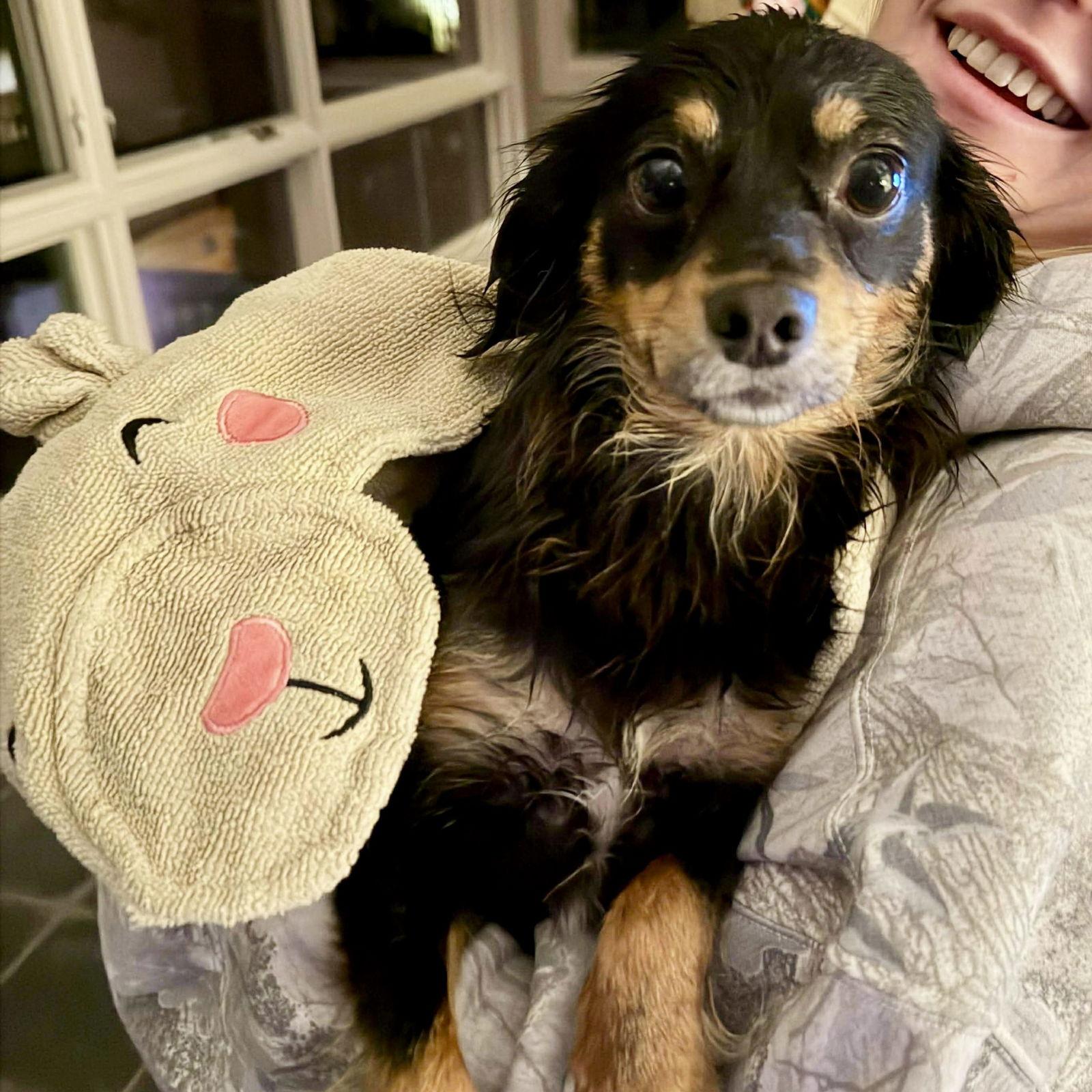 Boomer, Adoptable, Young Male Chihuahua.