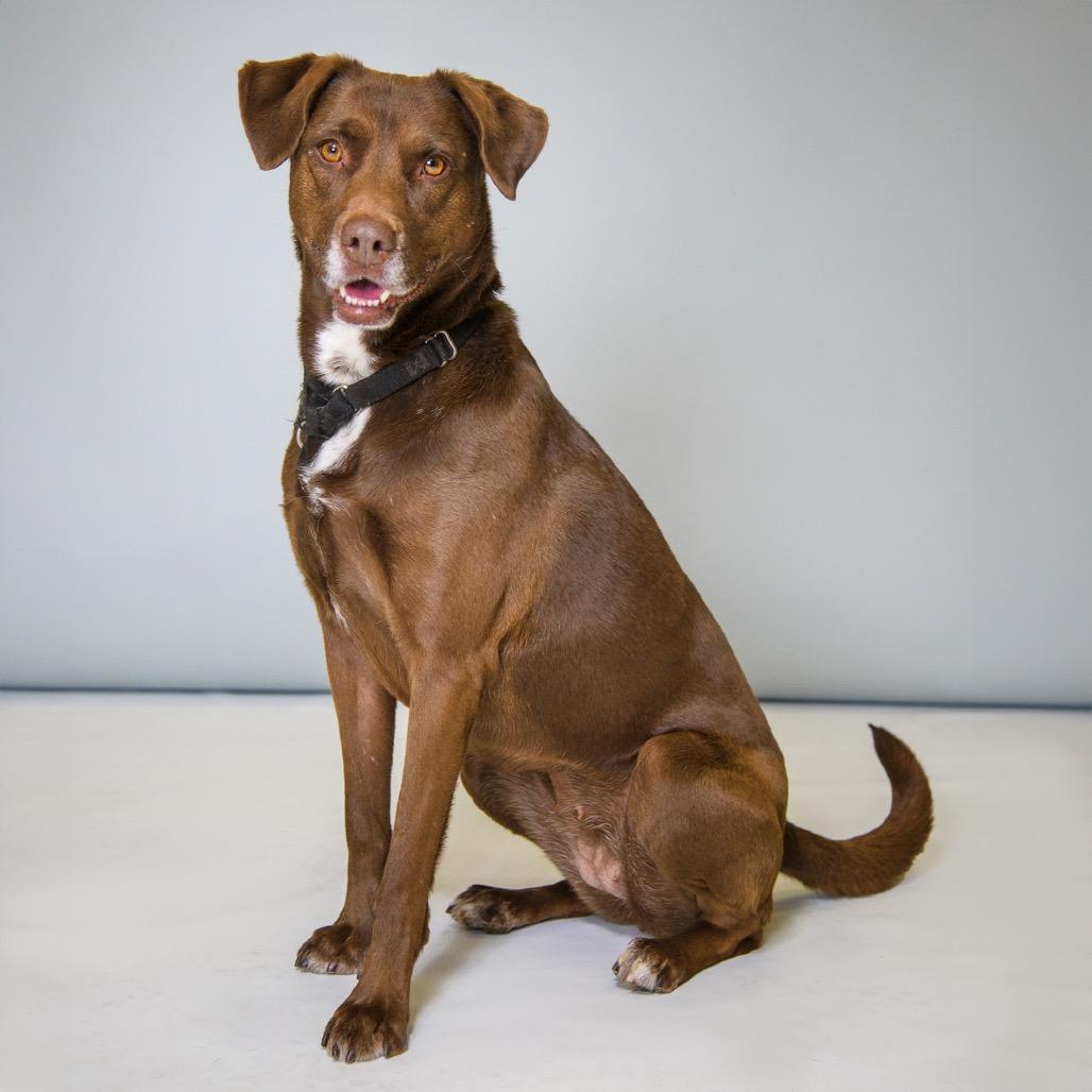 Enlarge Sierra, a Adoptable mixed breed in Palm Springs, CA image 1/2