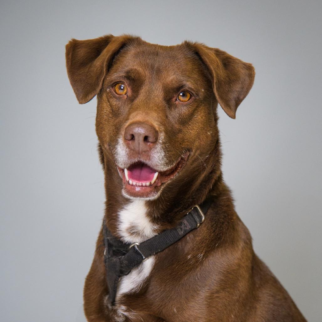 Enlarge Sierra, a Adoptable mixed breed in Palm Springs, CA image 2/2