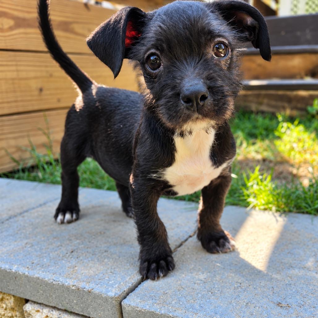 Fiona, Adoptable, Puppy Female Shih Tzu & Pit Bull Terrier.