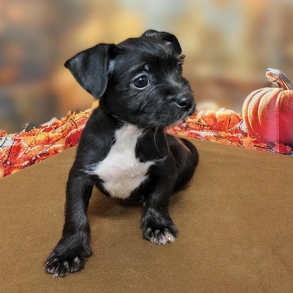 Enlarge Fiona, a Adoptable mixed breed in Griswold, CT image 2/6