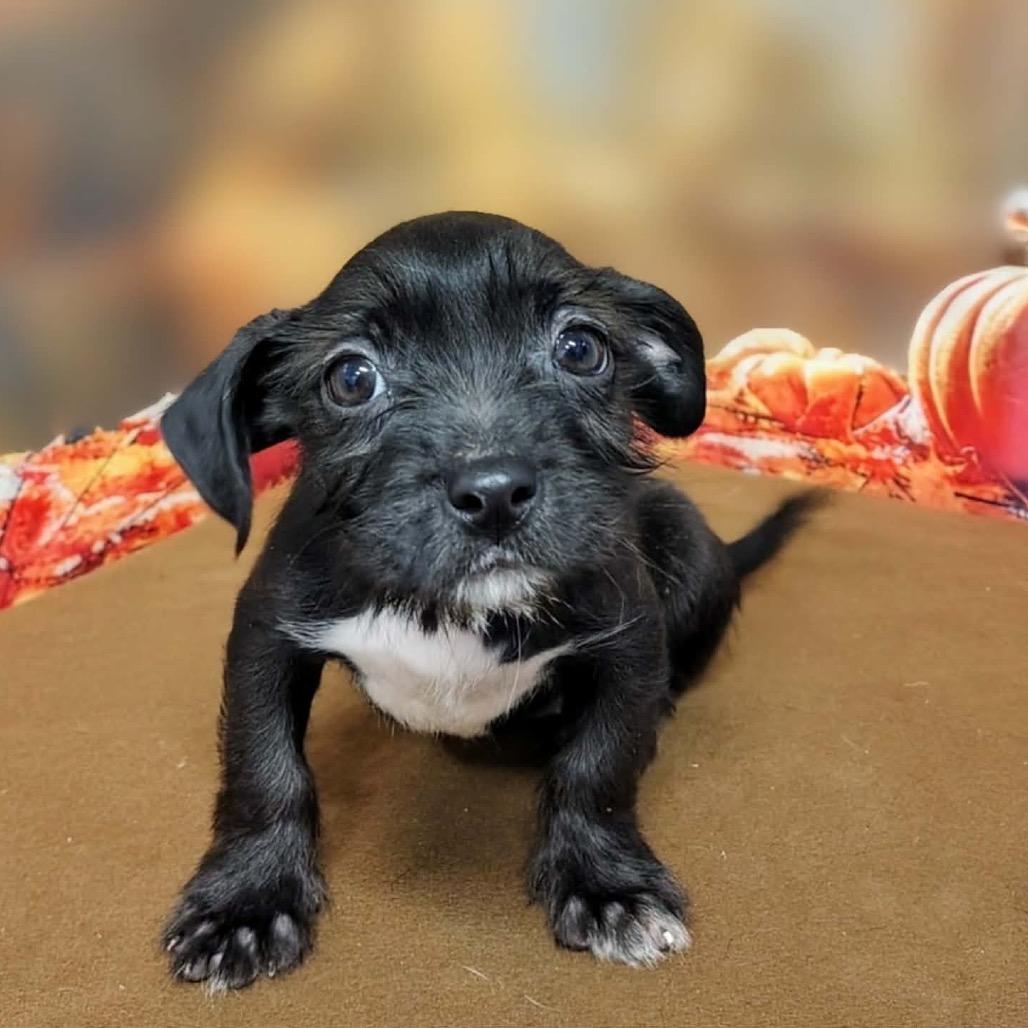 Enlarge Fiona, a Adoptable mixed breed in Griswold, CT image 3/6