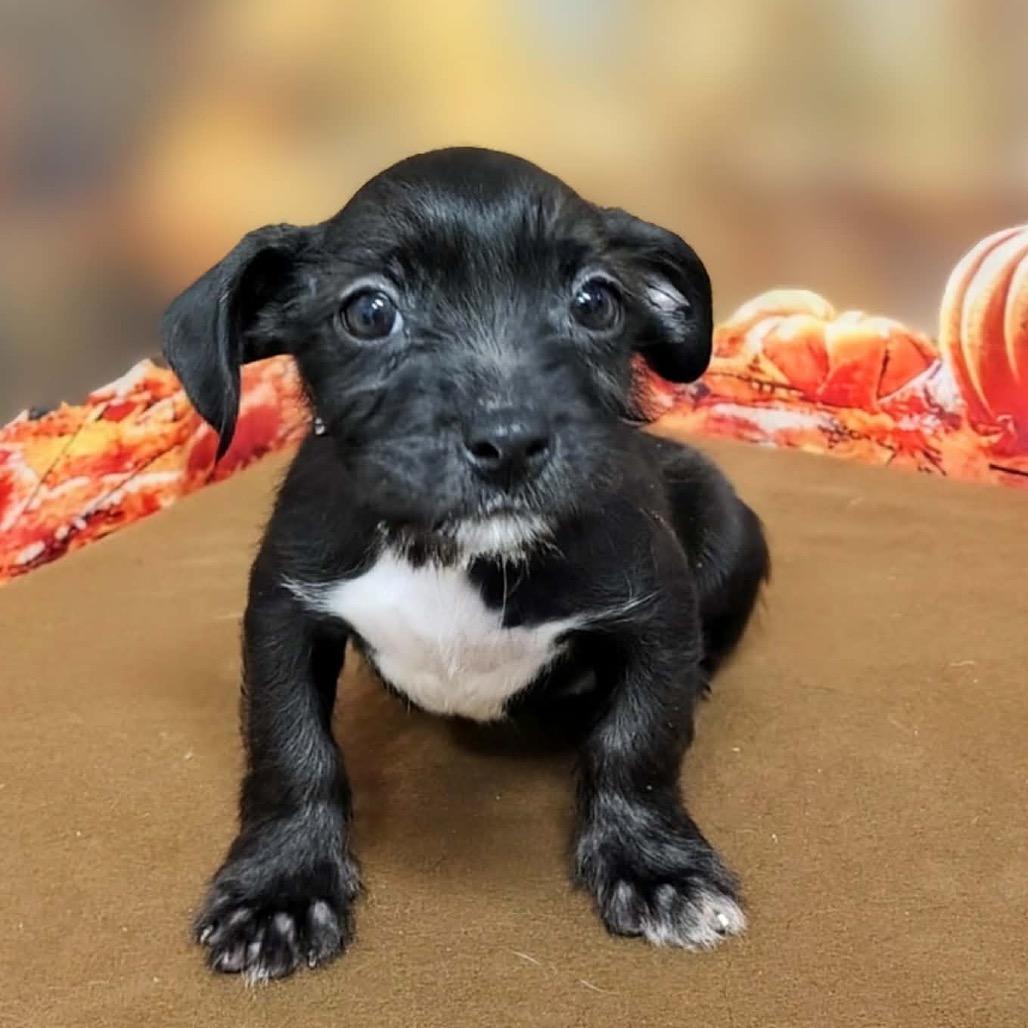 Enlarge Fiona, a Adoptable mixed breed in Griswold, CT image 4/6