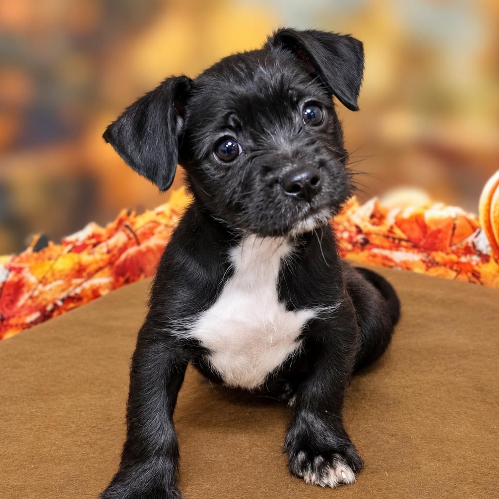 Enlarge Fiona, a Adoptable mixed breed in Griswold, CT image 5/6
