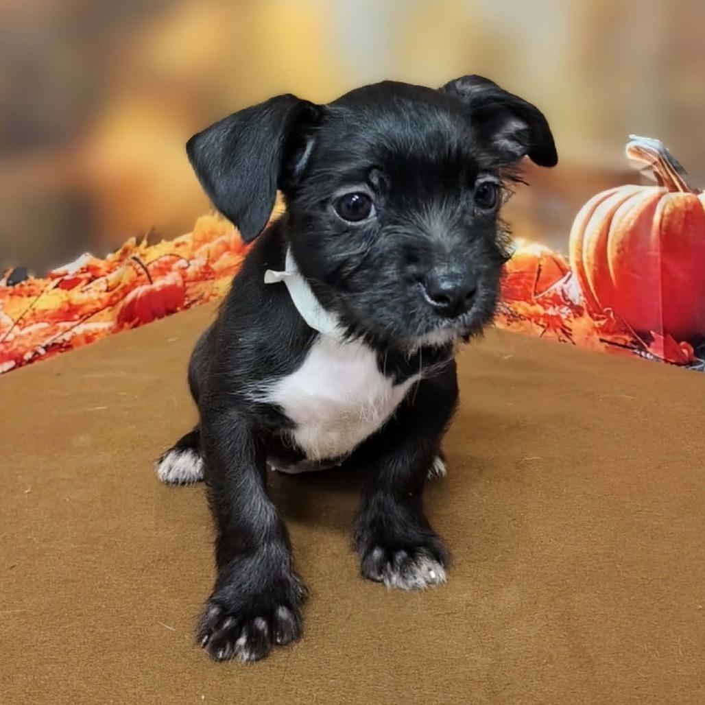 Enlarge Fiona, a Adoptable mixed breed in Griswold, CT image 6/6