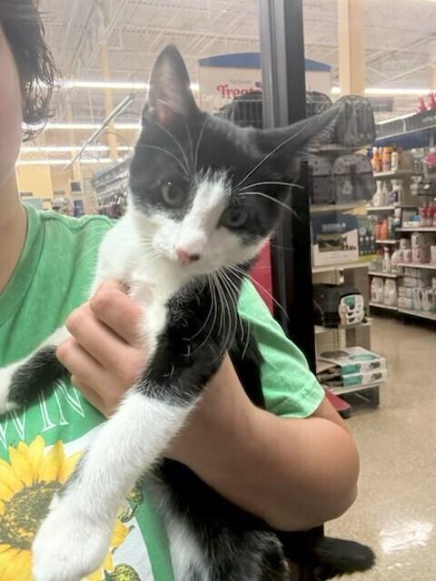George, Adoptable, Kitten Male Domestic Short Hair.