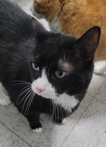 Enlarge Jake, a Adoptable mixed breed in Elmira, NY image 1/2