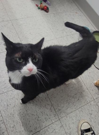 Enlarge Jake, a Adoptable mixed breed in Elmira, NY image 2/2