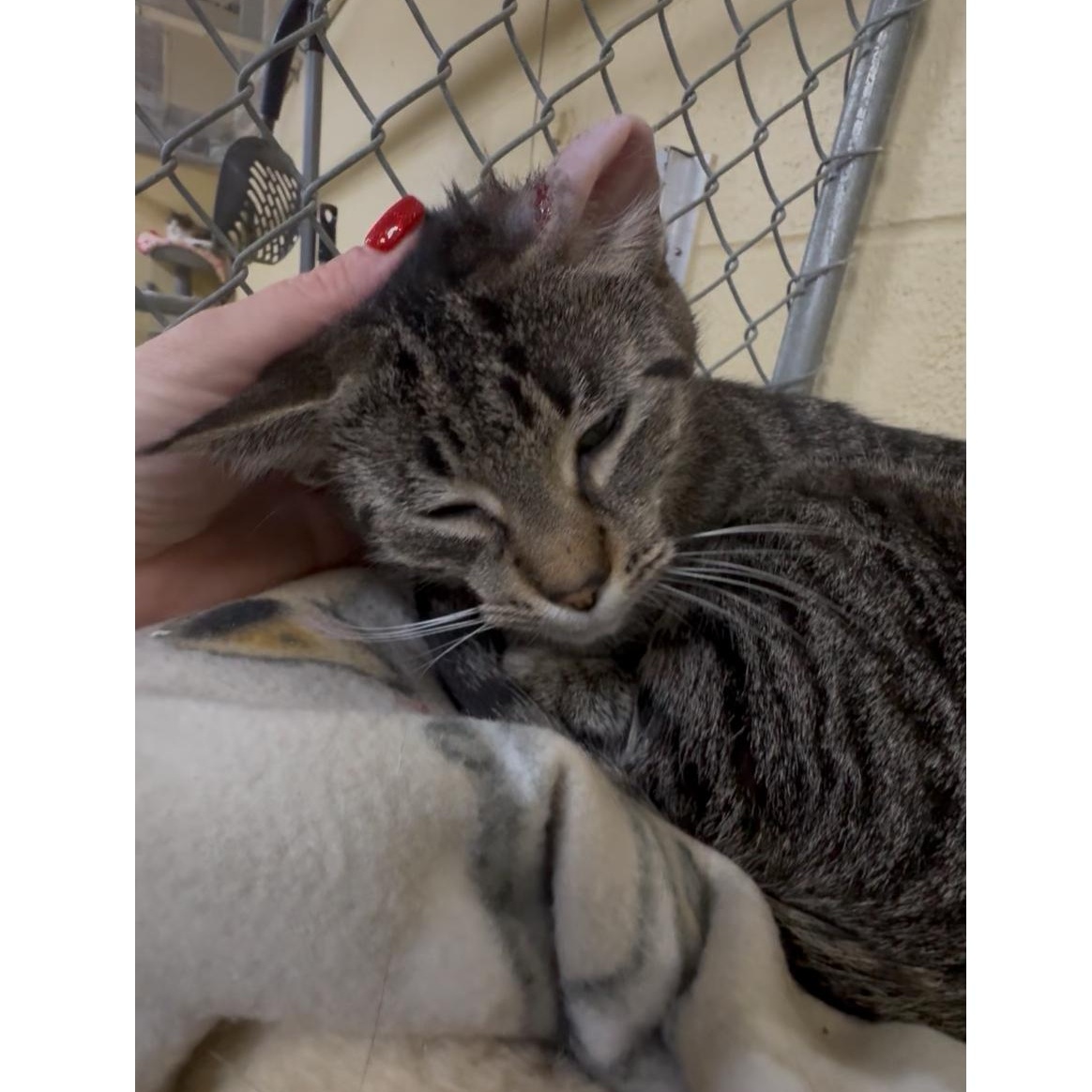 Kitty, Adoptable, Young Female Domestic Short Hair & Tiger.