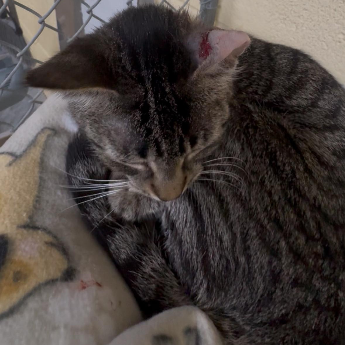 Kitty, a Adoptable mixed breed in North Kingstown, RI image 2/6