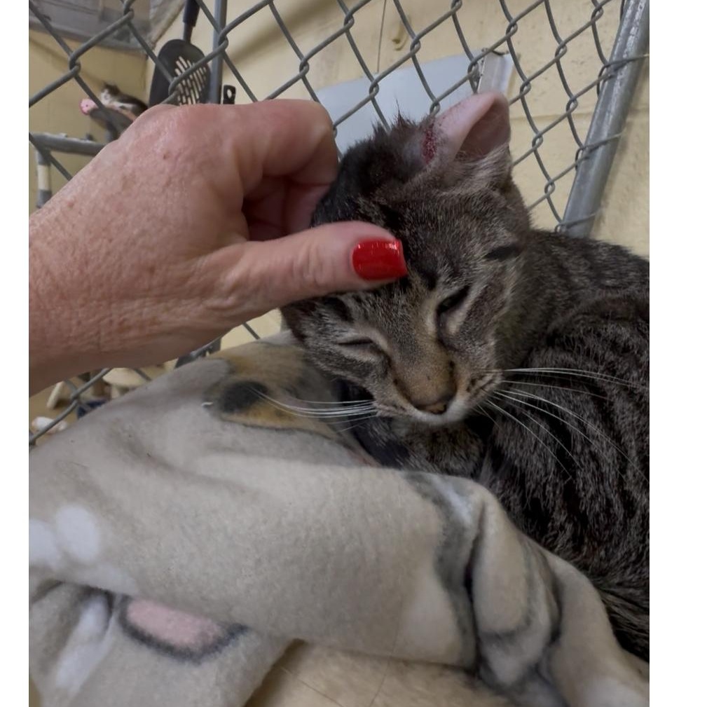 Kitty — thumbnail 3