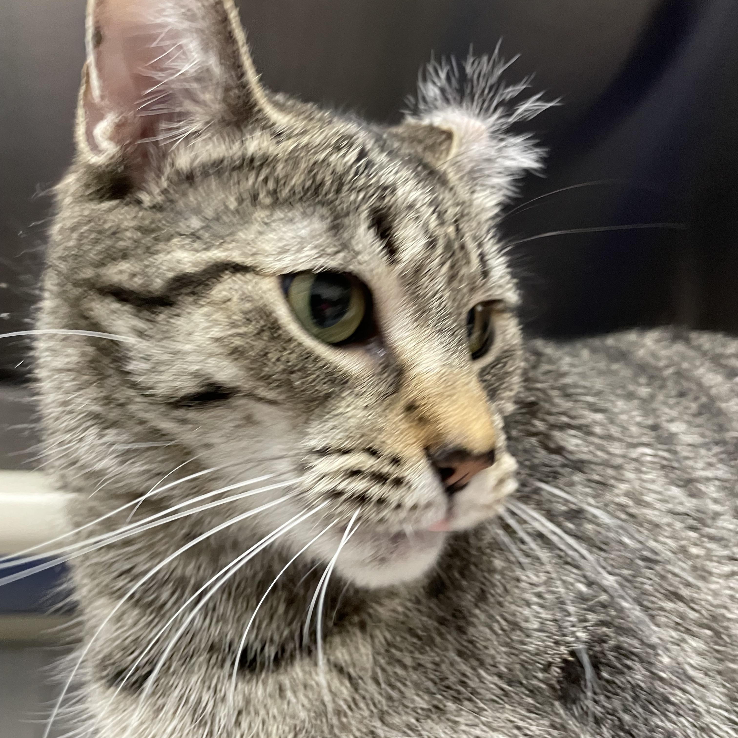 Kitty, Adoptable, Young Female Domestic Short Hair & Tiger.