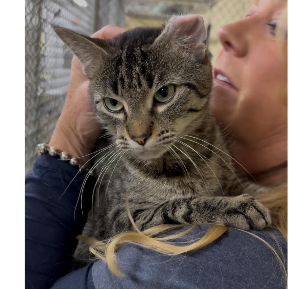 Kitty, a Adoptable mixed breed in North Kingstown, RI image 4/6