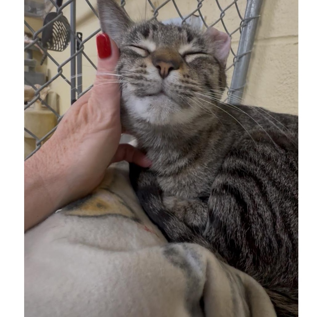 Kitty — thumbnail 5