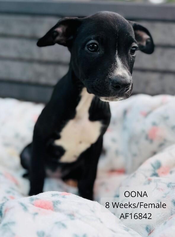 Enlarge Oona, a Adoptable Pit Bull Terrier in Supply, NC image 1/1
