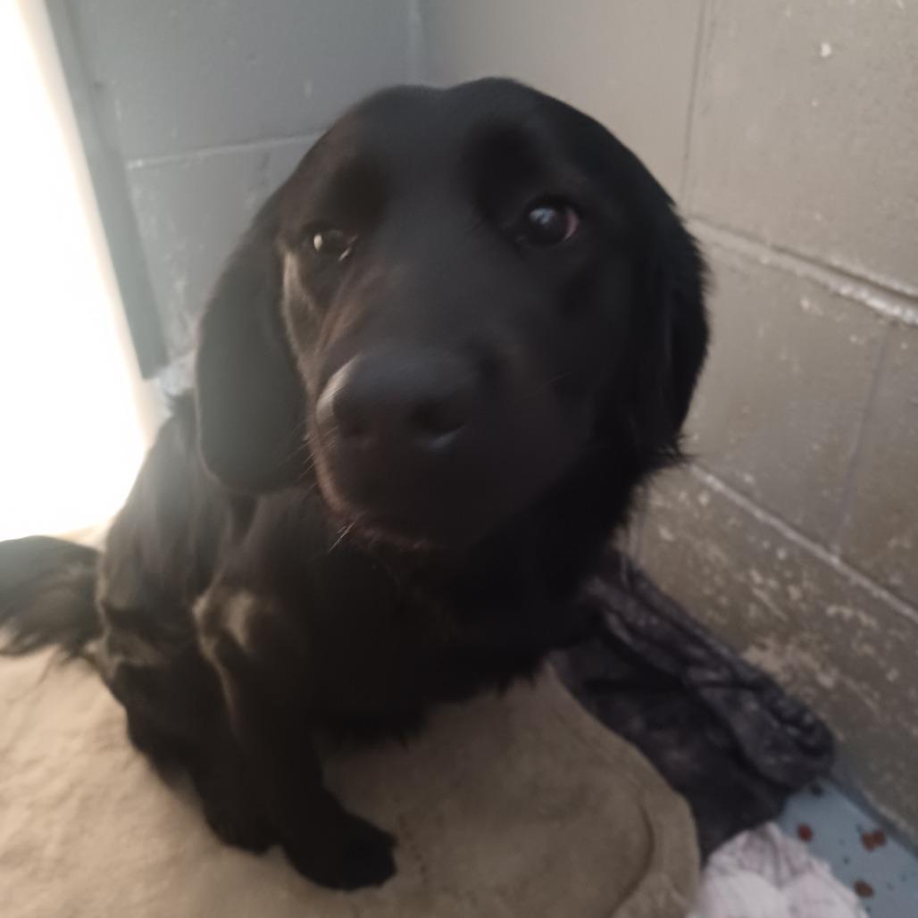 Moxie, Adoptable, Young Male Black Labrador Retriever.
