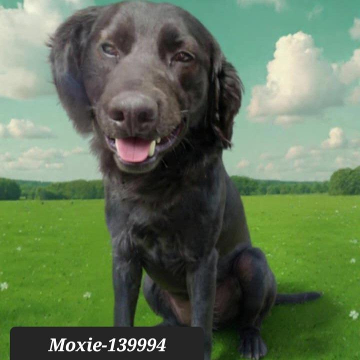 Enlarge Moxie, a Adoptable Black Labrador Retriever in New Tazewell, TN image 2/2