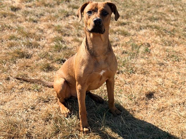 BUCKET, Adoptable, Young Male Rhodesian Ridgeback & Mixed Breed.