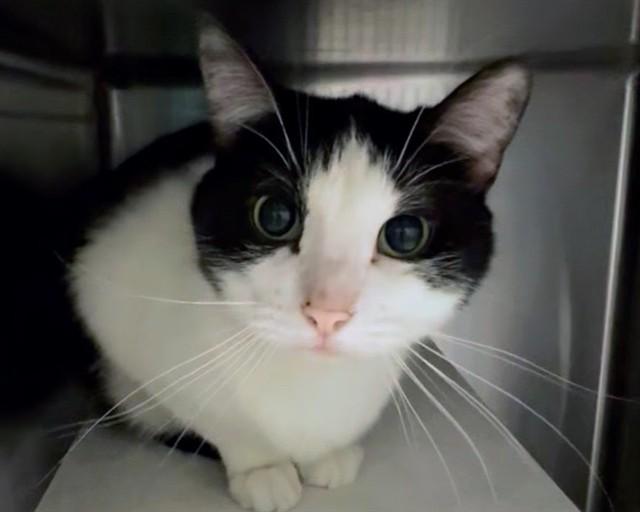 GEORGE, Adoptable, Adult Male Domestic Short Hair.