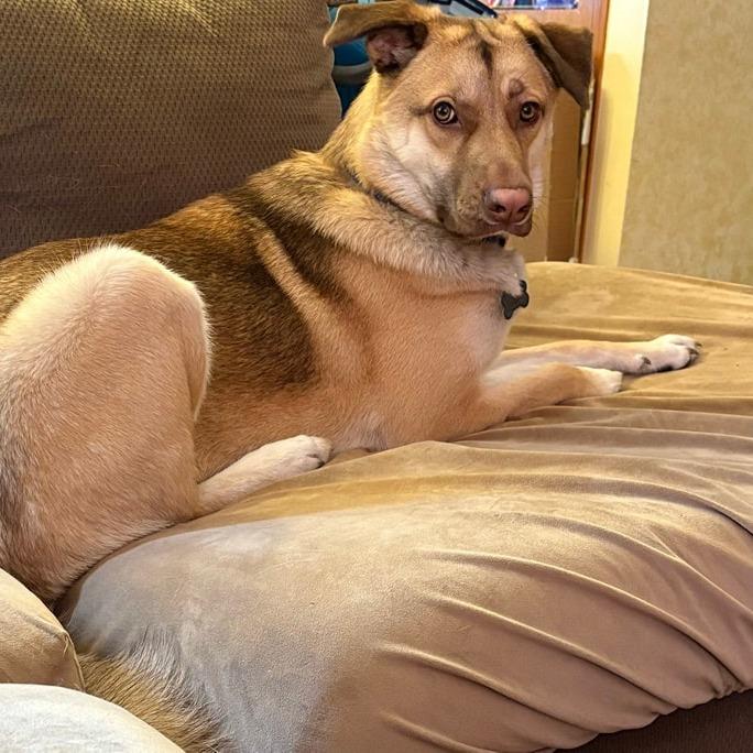 Falcon, a Adoptable mixed breed image 1/6