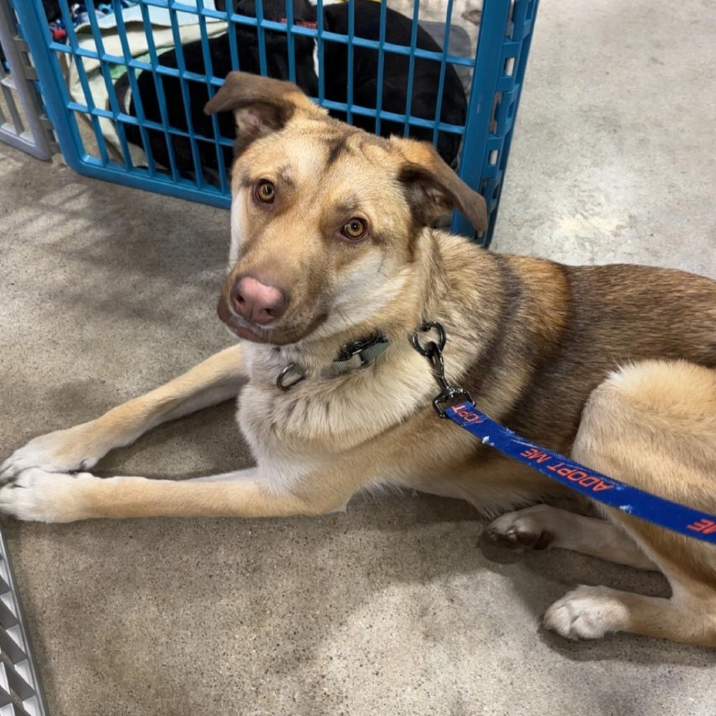 Falcon, a Adoptable mixed breed image 2/6