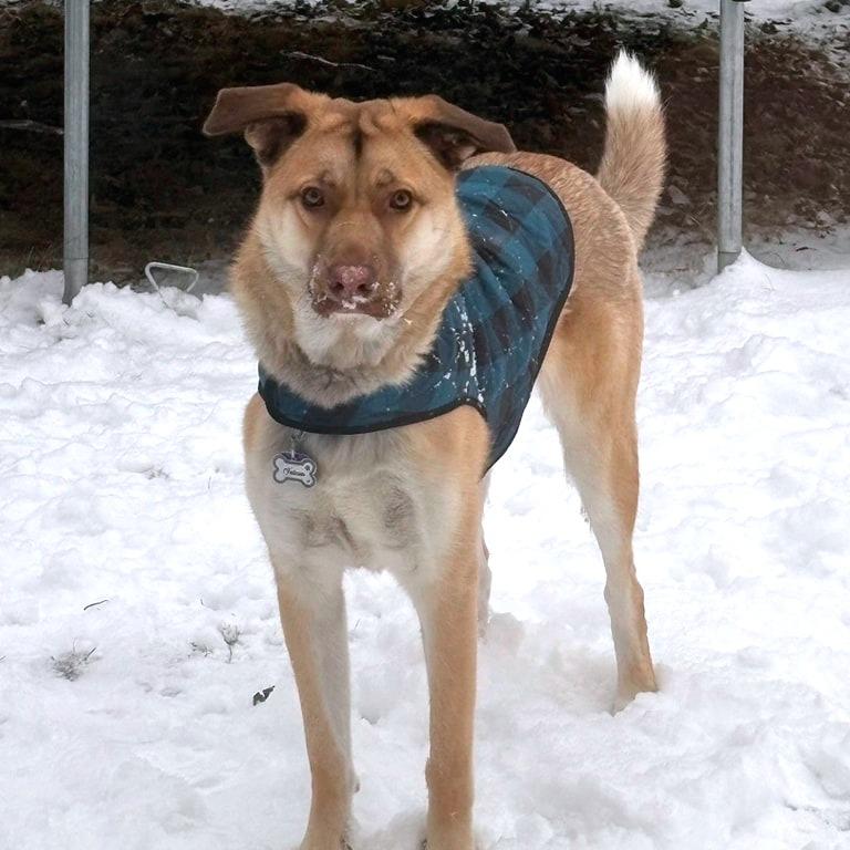 Falcon, a Adoptable mixed breed image 3/6