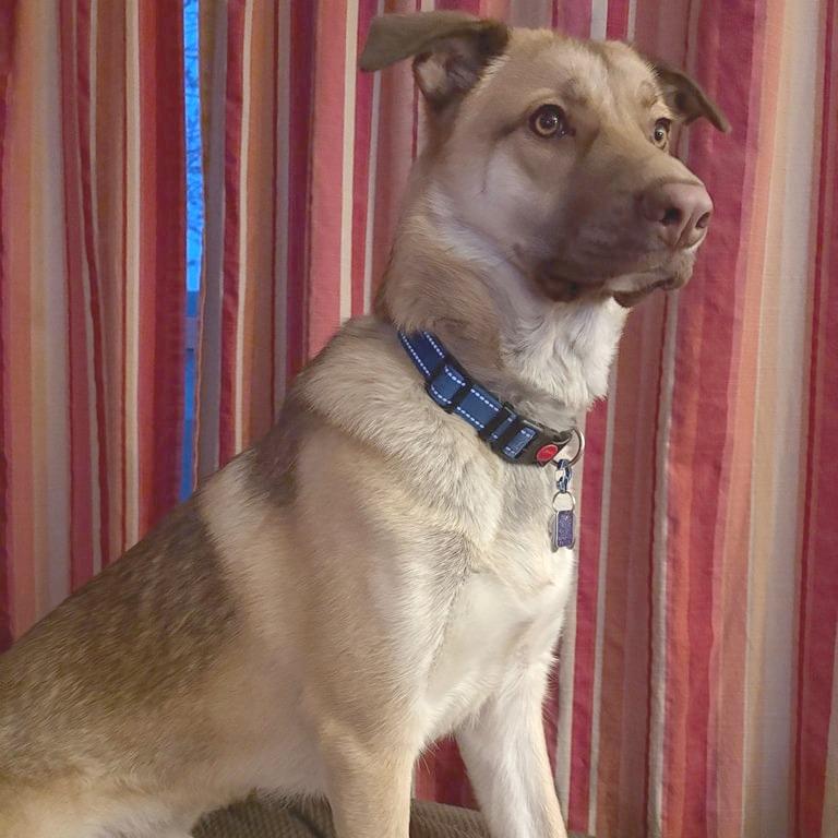 Falcon, a Adoptable mixed breed image 4/6