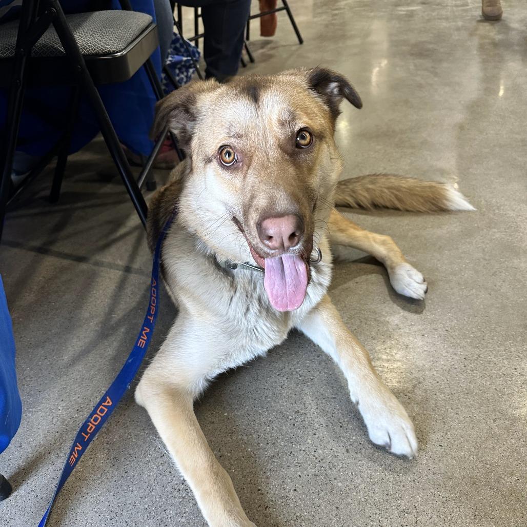 Falcon, a Adoptable mixed breed image 5/6