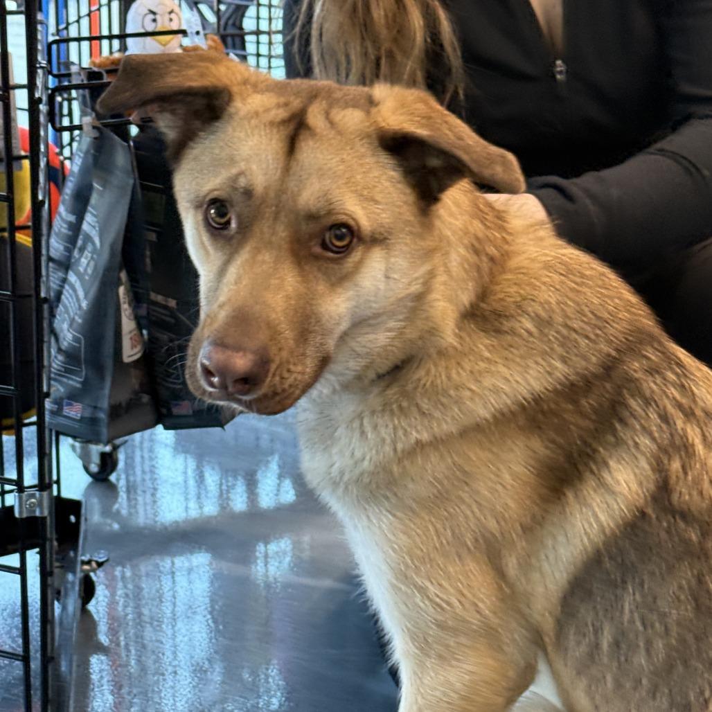 Falcon, a Adoptable mixed breed image 6/6