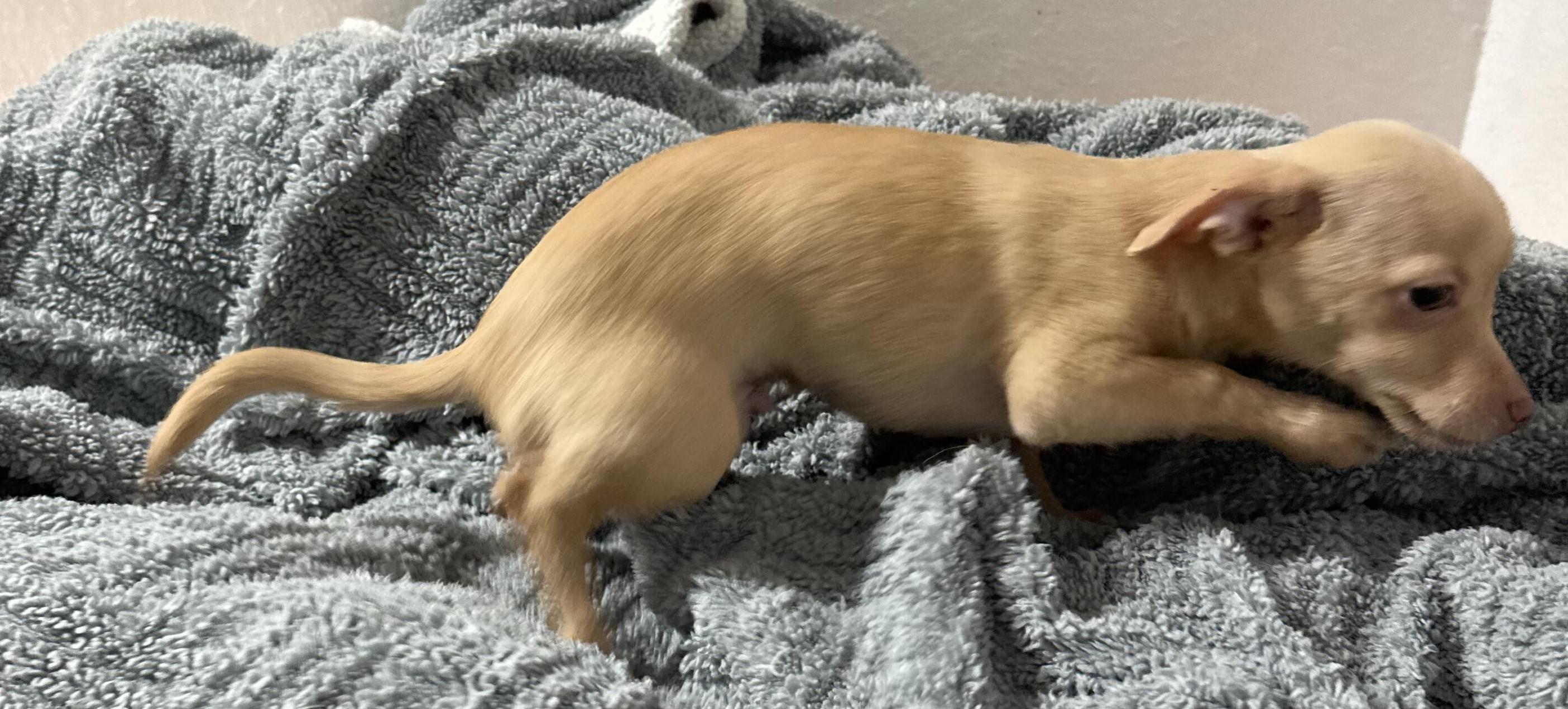 Enlarge Ronald, an adopted mixed breed in Albuquerque, NM image 2/2