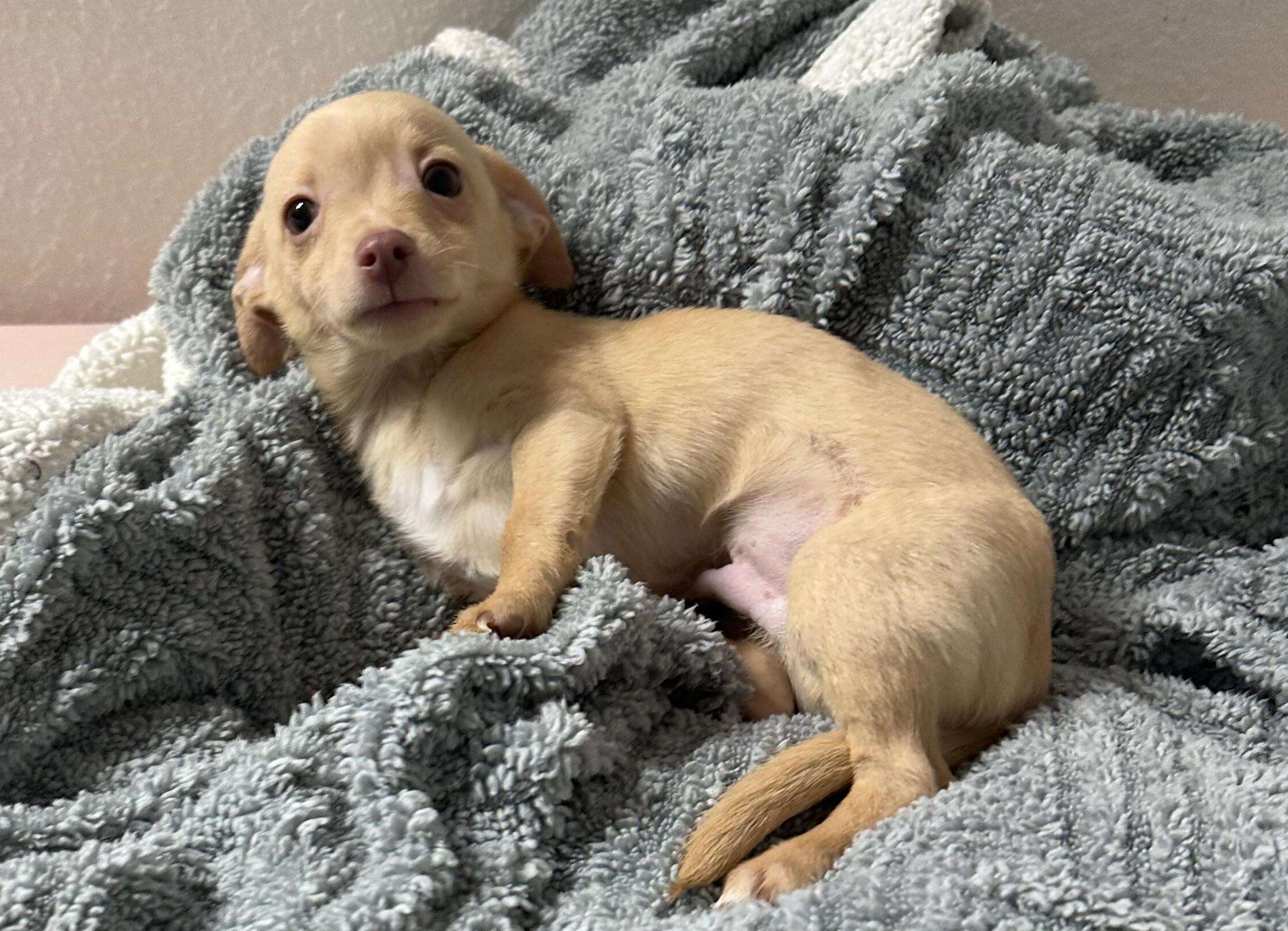 Enlarge Ronald, an adopted mixed breed in Albuquerque, NM image 1/2