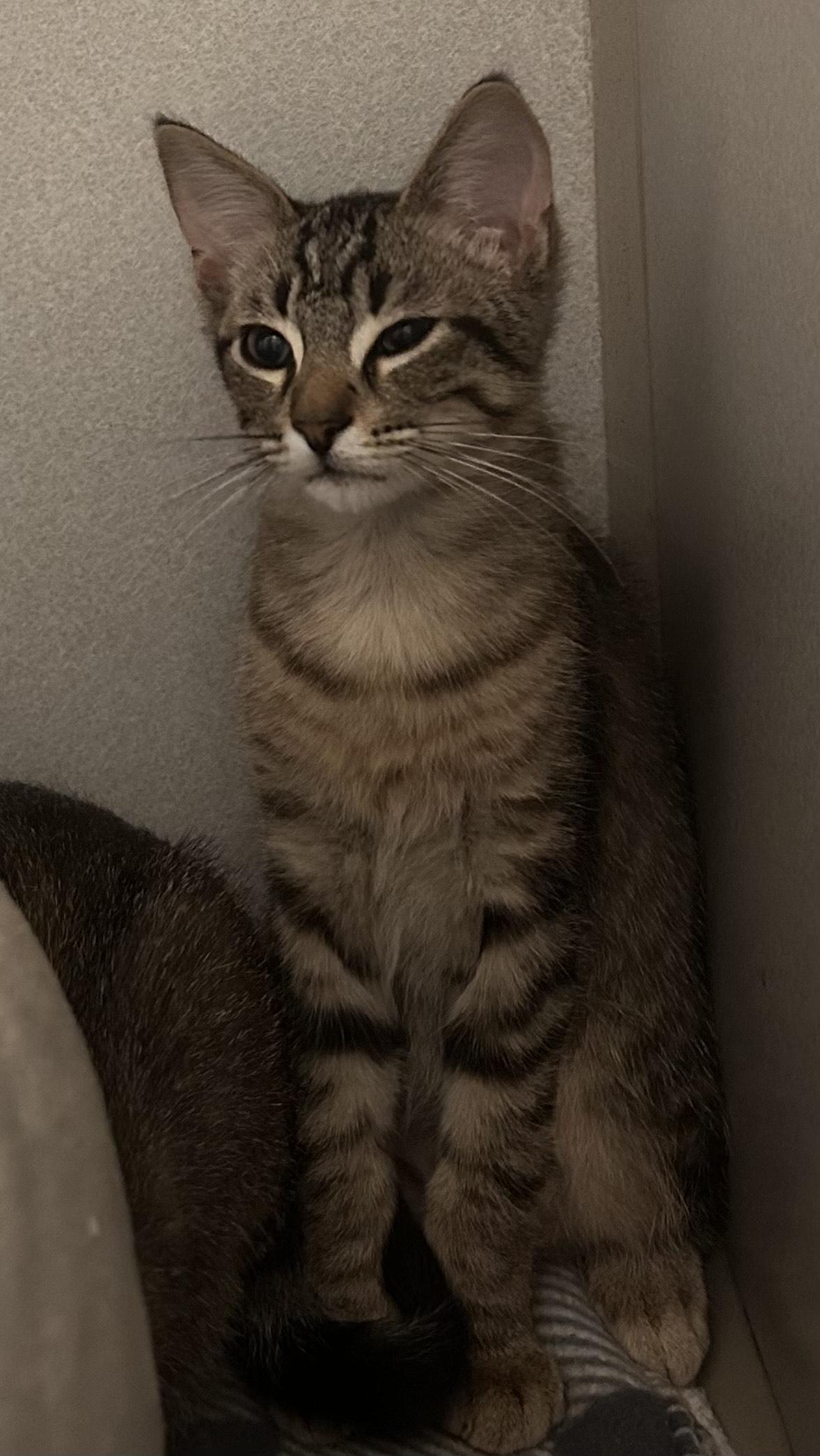 Enlarge Finch, a ADOPTABLE Domestic Short Hair in Mason City, IA image 2/2