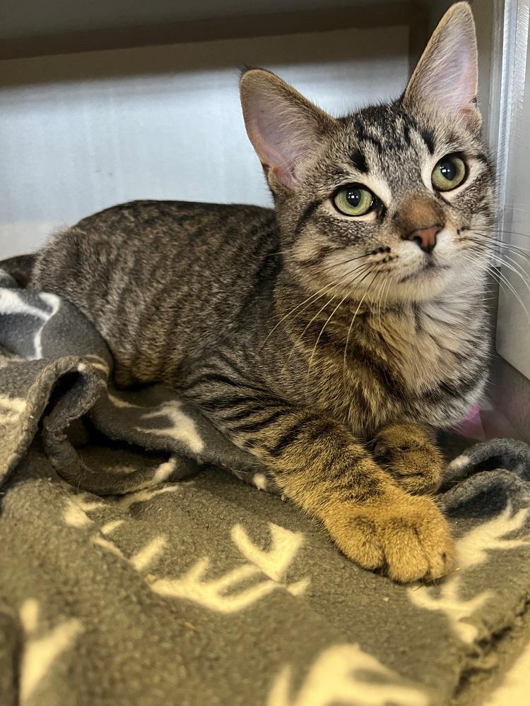 Finch, ADOPTABLE, Adult Male Domestic Short Hair.