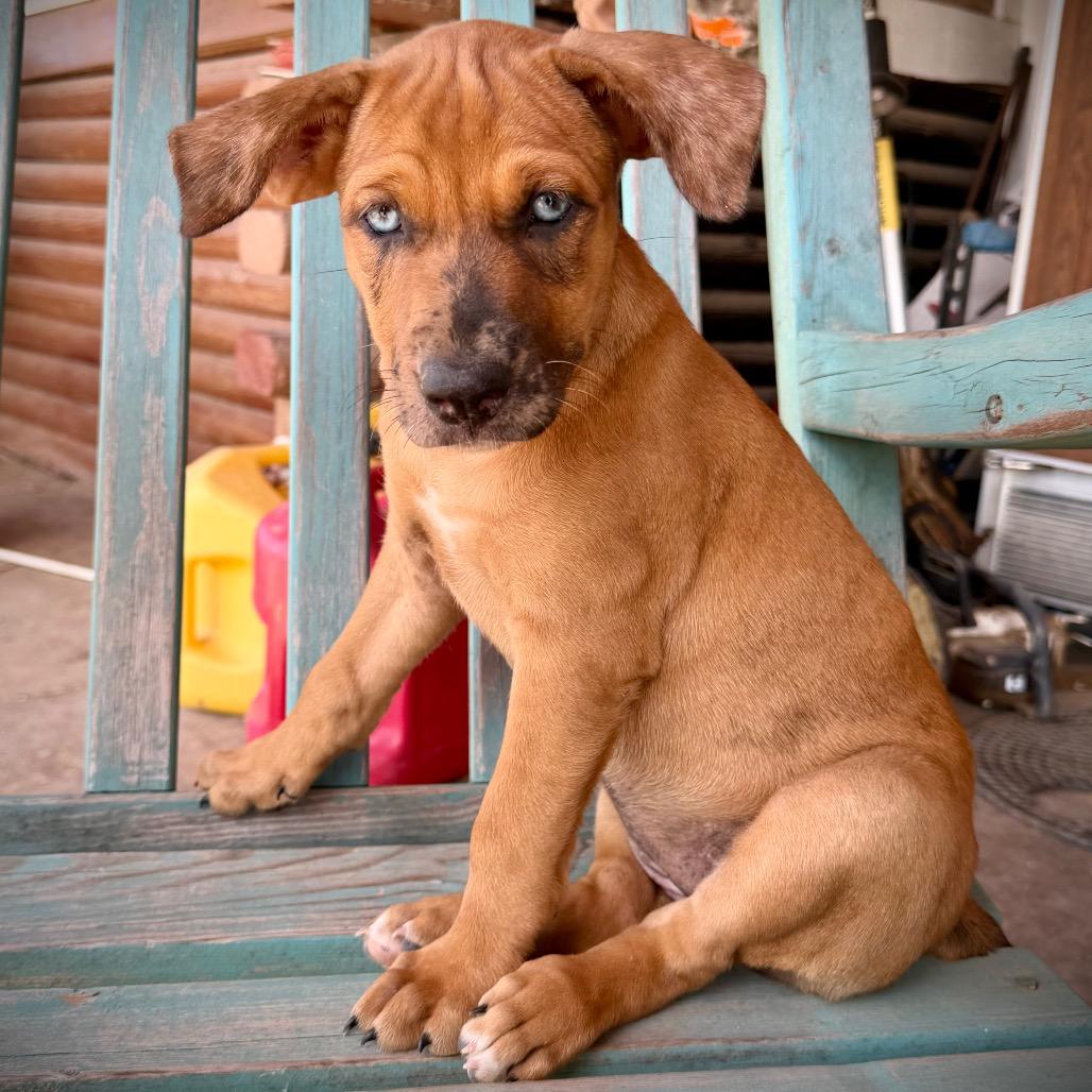 Tiger, adopted, Puppy Male Mixed Breed.