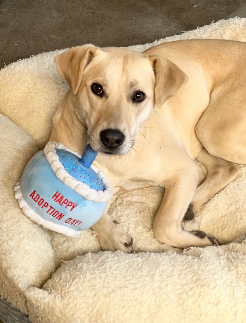 Jackie Jackson, Adoptable, Adult Female Labrador Retriever & Black Mouth Cur.