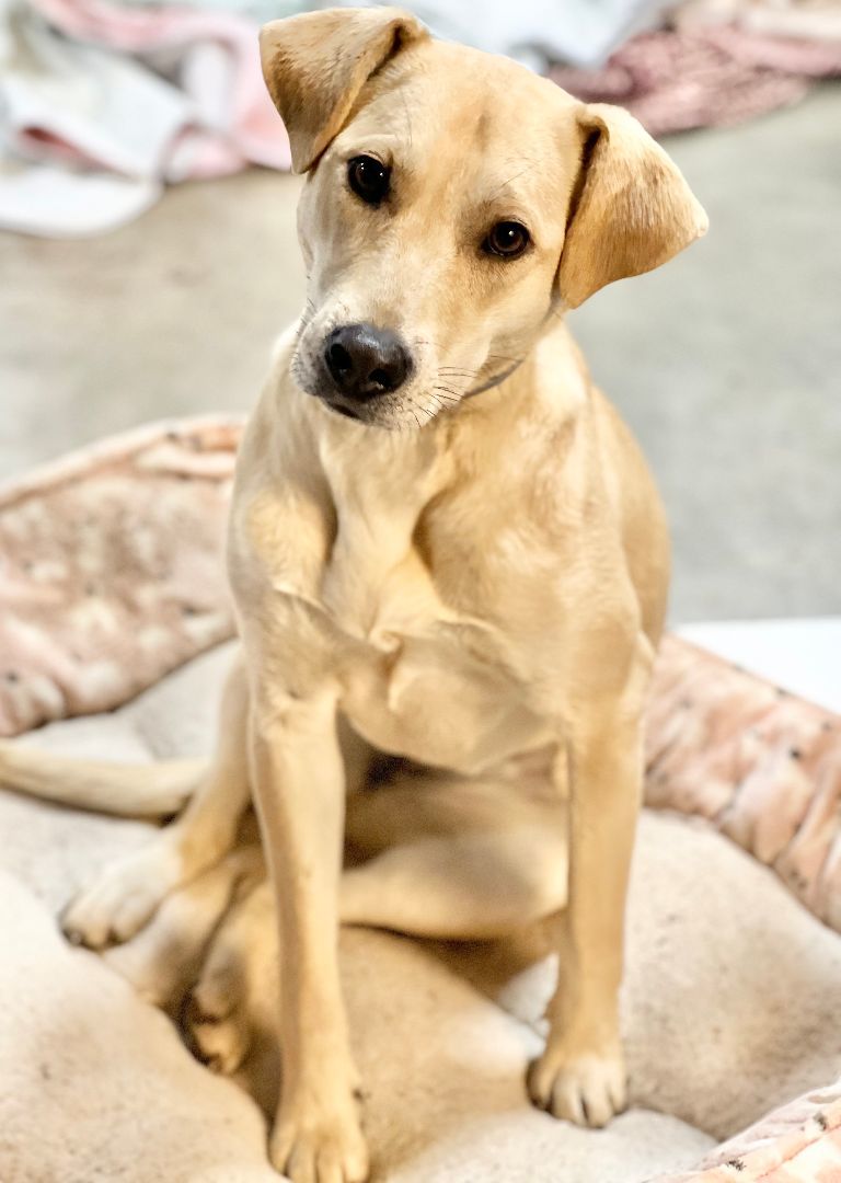 Enlarge Jackie Jackson, a Adoptable mixed breed in Albany, NY image 2/2