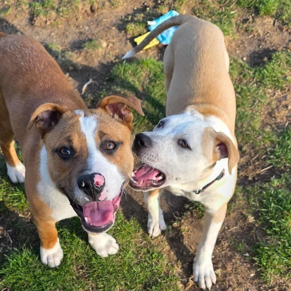 Enlarge Dodger, a ADOPTABLE mixed breed in Westland, MI image 3/6